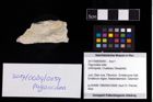 Foto (Objekt + Etikett) von Paguroidea indet.  (NHMW-GEO-2017-0089-0059)
